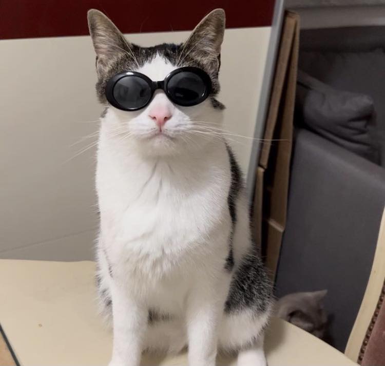 May be an image of cat