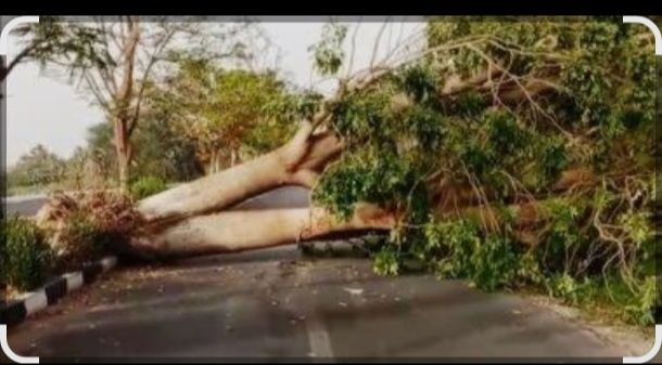 May be an image of tree and road